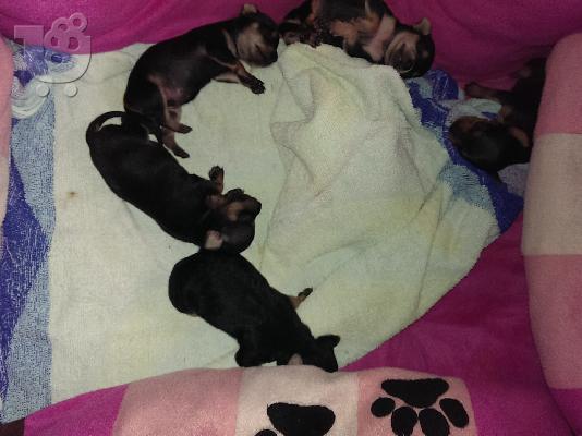 pinscher toy καθαρόαιμα